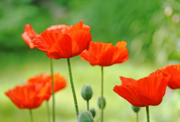 Morning Light Poppies by Deb Oppermann